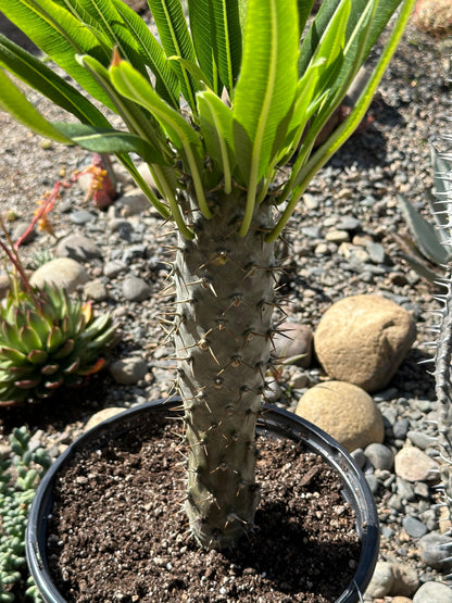 Madagascar Palm Tree lamerei 'ramosum'