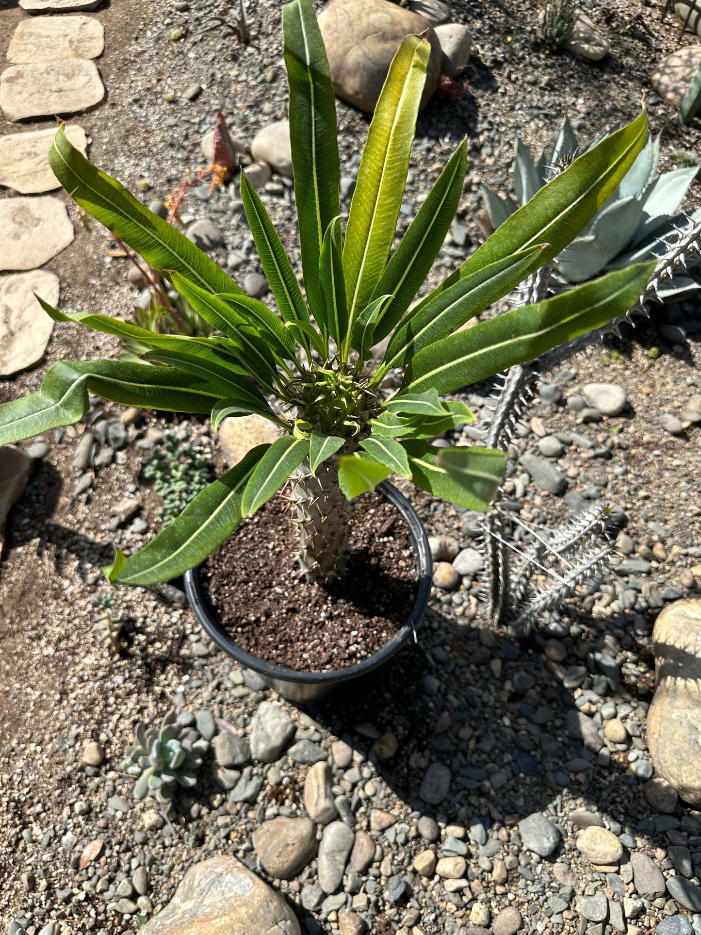 Madagascar Palm Tree lamerei 'ramosum'