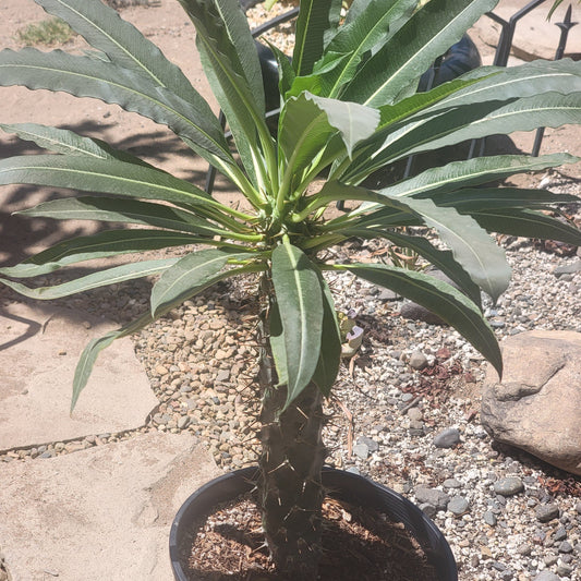 Madagascar Palm Tree lamerei 'ramosum'