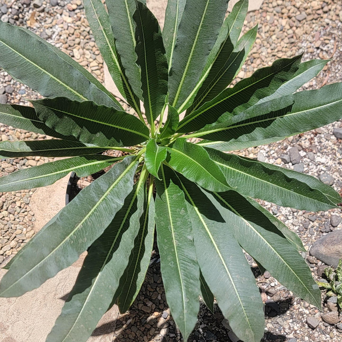 Madagascar Palm Tree lamerei 'ramosum'