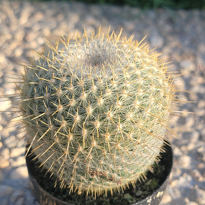 Mammilaria celsiana