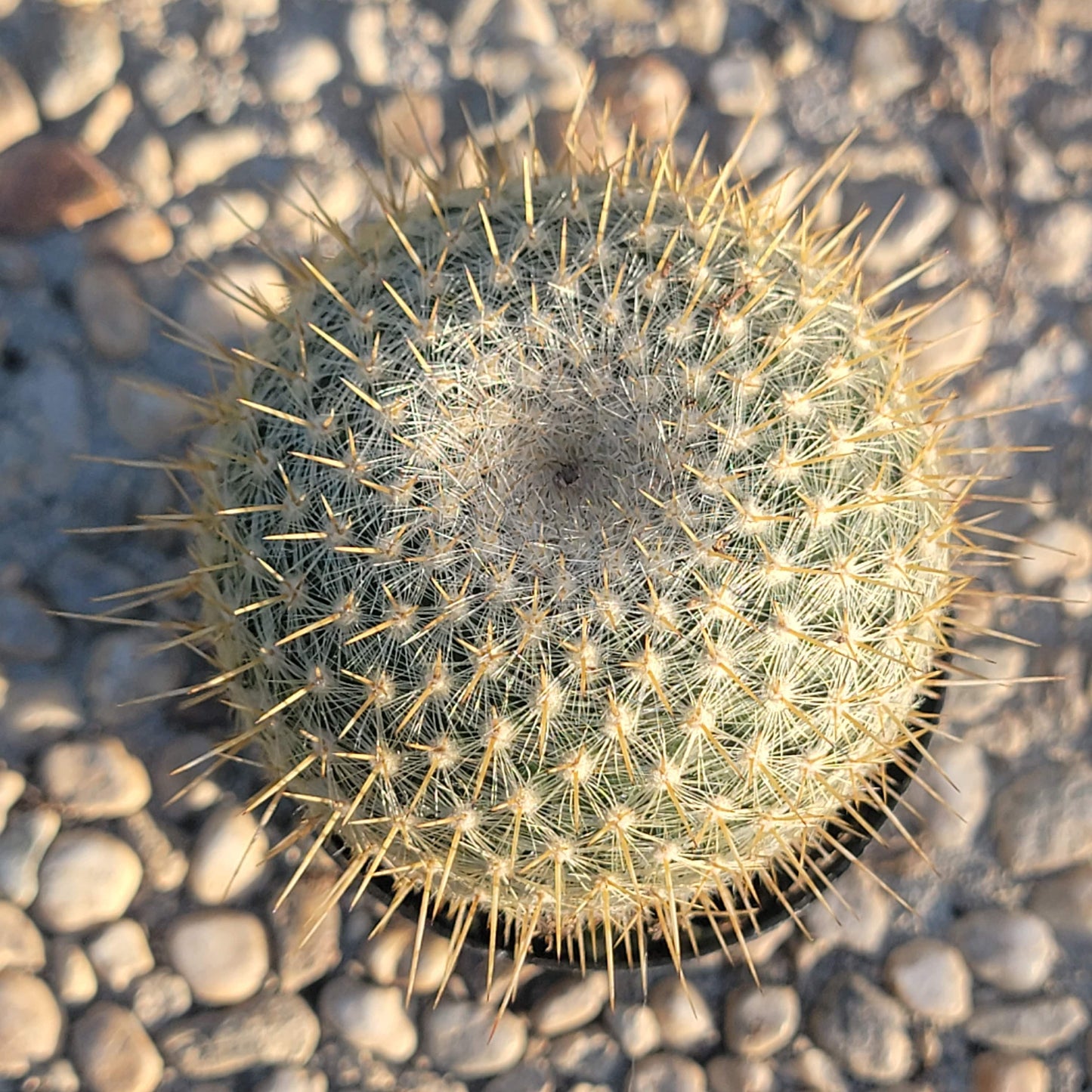 Mammilaria celsiana