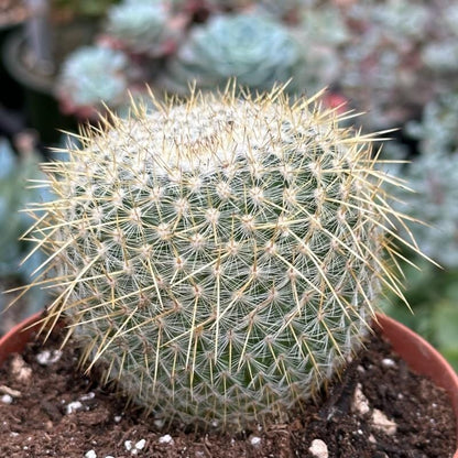 Mammilaria celsiana