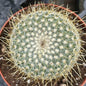 Mammilaria 'celsiana' 'muehlenpfordtii' - 4 Inch Assorted - Succulent - DesertScapeSucculent
