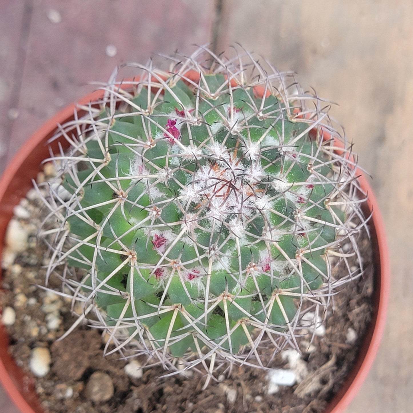 Mammilaria Polythele 'Mother of Hundreds'