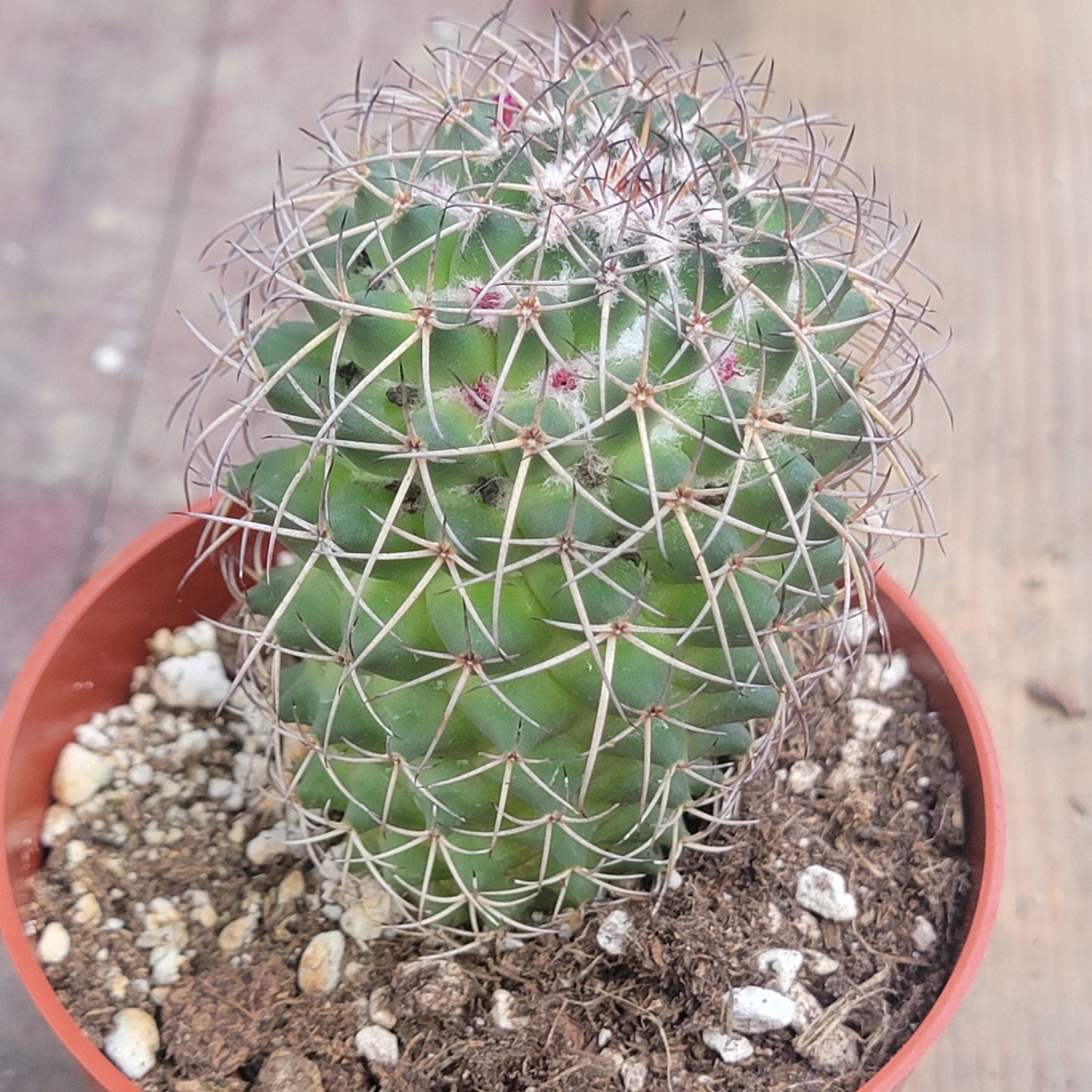 DesertScapeSucculent Succulent 4" Assorted Mammilaria Polythele 'Mother of Hundreds'