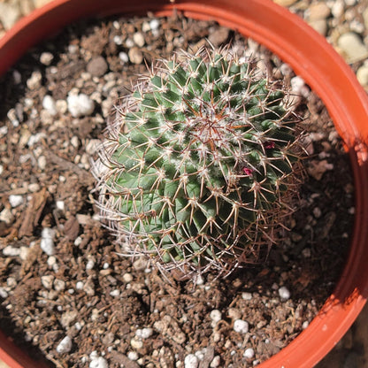 DesertScapeSucculent Succulent Mammilaria Polythele 'Mother of Hundreds'