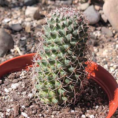 DesertScapeSucculent Succulent Mammilaria Polythele 'Mother of Hundreds'