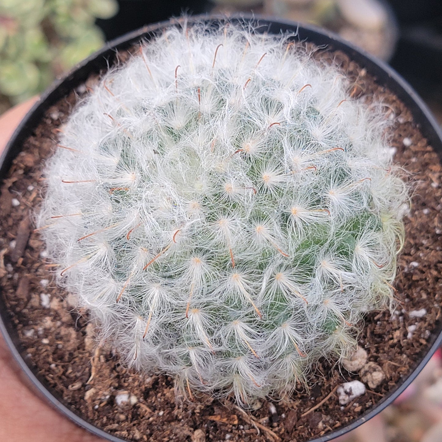 Mammillaria bocasana 'Powder Puff Cactus'