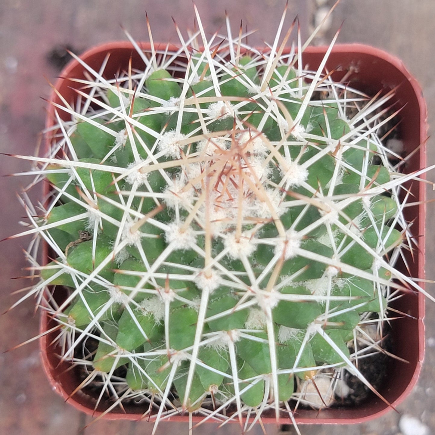 Mammillaria Compressa 'Madre de cientos'