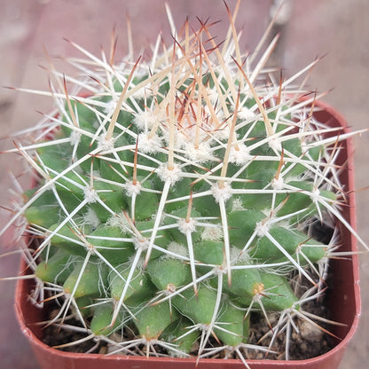 Mammillaria Compressa 'Mother of Hundreds'