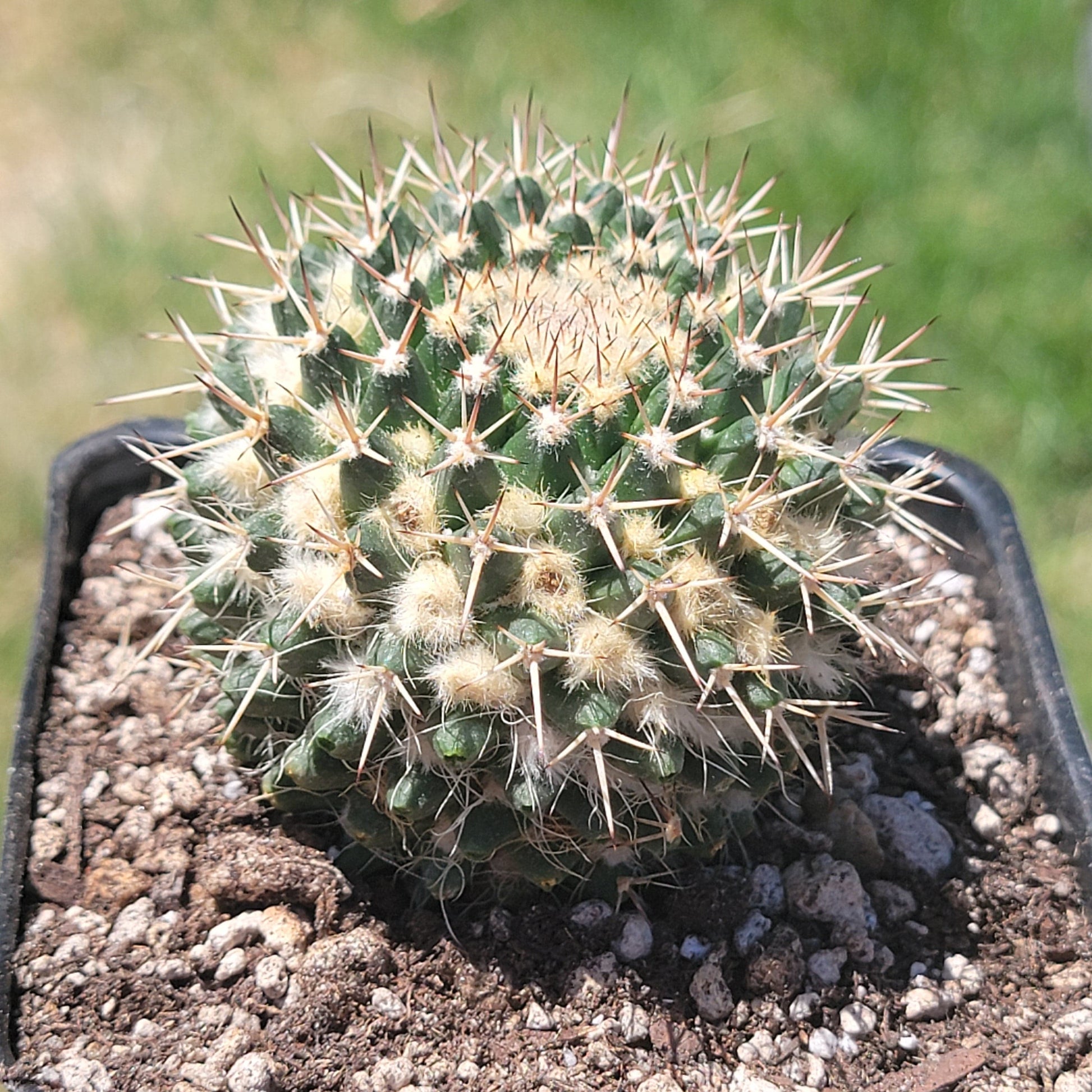 mammillaria succulent Mammillaria Compressa 'Mother of Hundreds' – DesertScapeSucculent