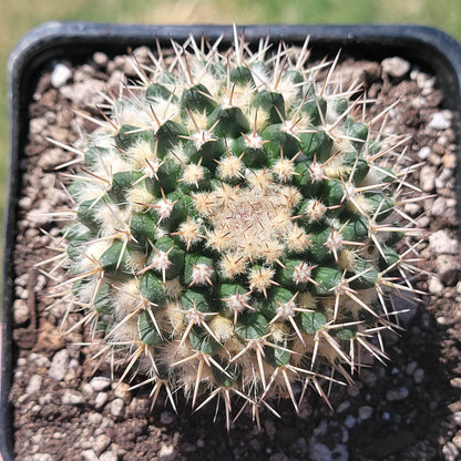 Mammillaria Compressa 'Madre de cientos'