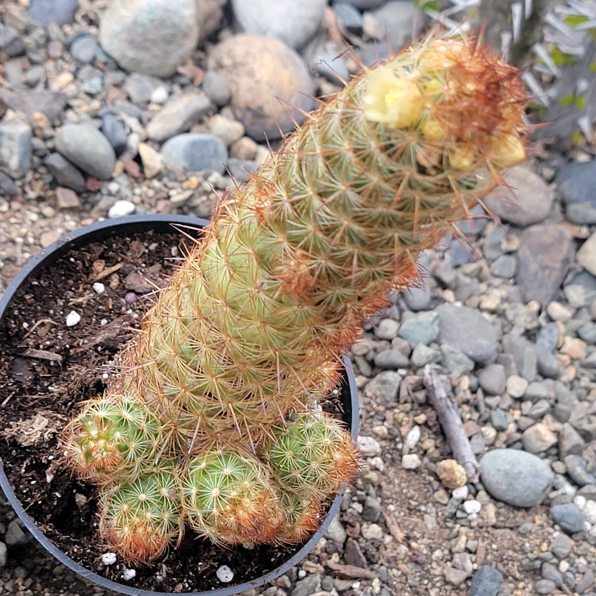 lady finger plant succulent Mammillaria elongata 'Ladyfinger Cactus' – DesertScapeSucculent