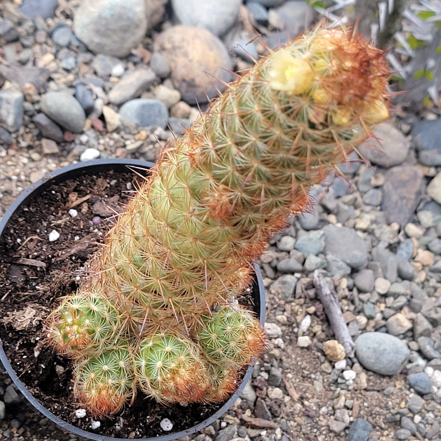 Mammillaria elongata ‘Ladyfinger Cactus’