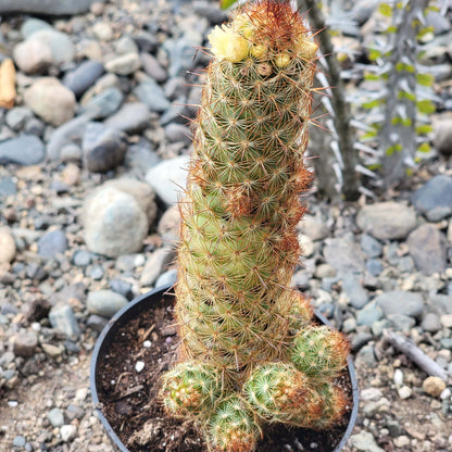 DesertScapeSucculent Succulent 4" Assorted Mammillaria elongata ‘Ladyfinger Cactus’