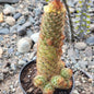Mammillaria elongata ‘Ladyfinger Cactus’ - 6 Inch Assorted - Cactus - DesertScapeSucculent