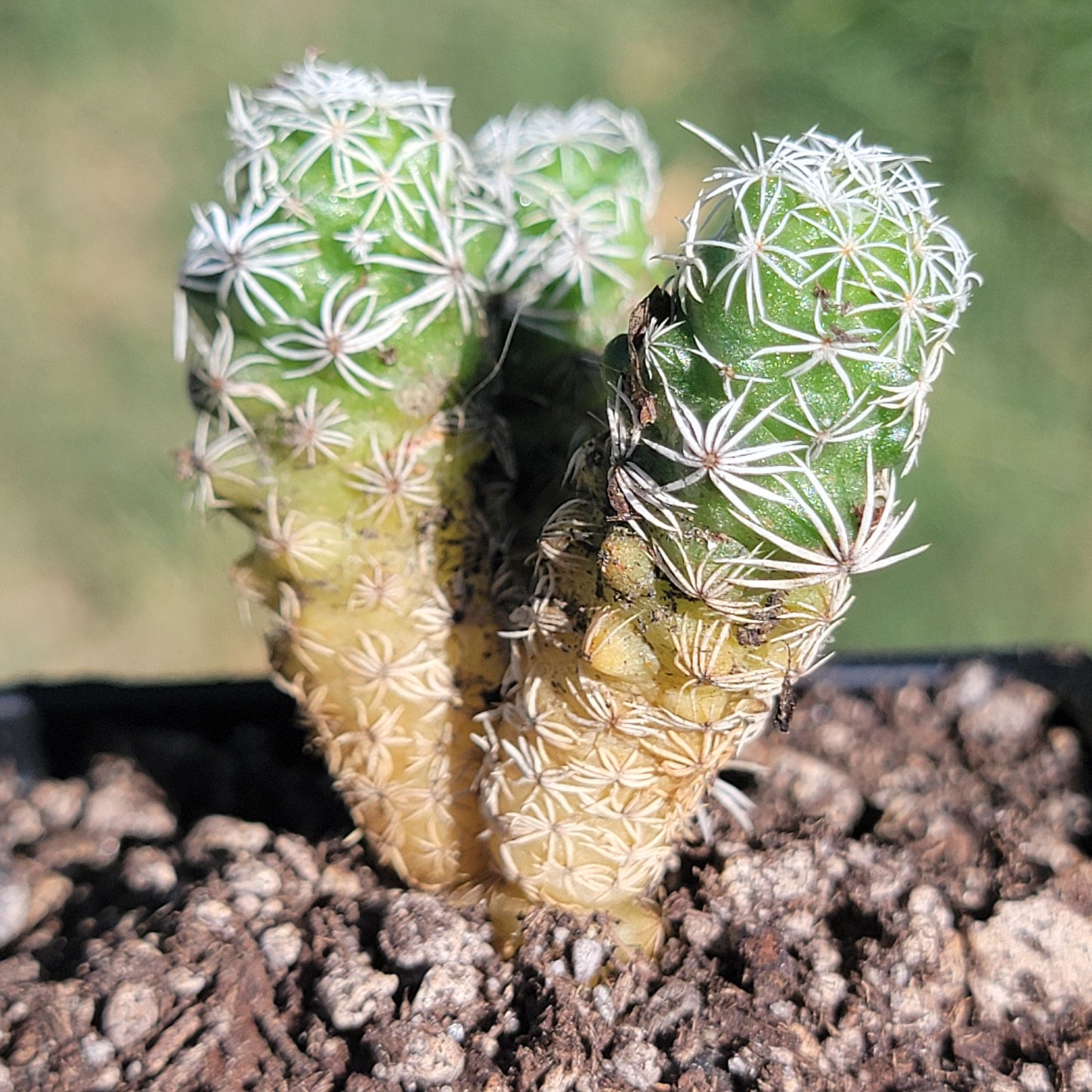 DesertScapeSucculent Succulent Mammillaria gracilis fragilis 'Thimble cactus'