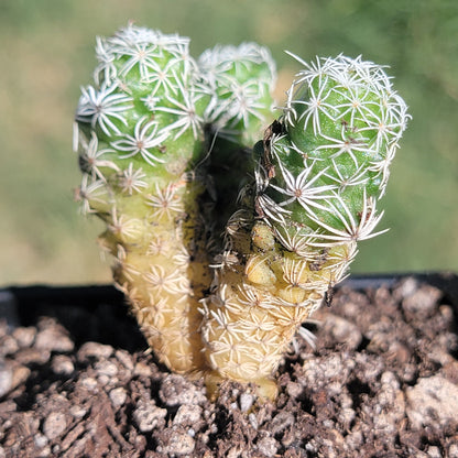 Mammillaria gracilis fragilis 'Cactus dé à coudre'