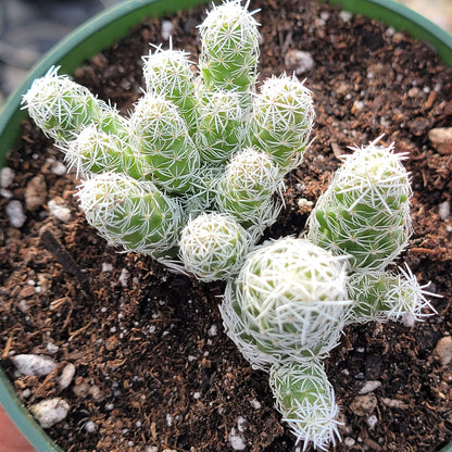 DesertScapeSucculent Succulent Mammillaria gracilis fragilis 'Thimble cactus'