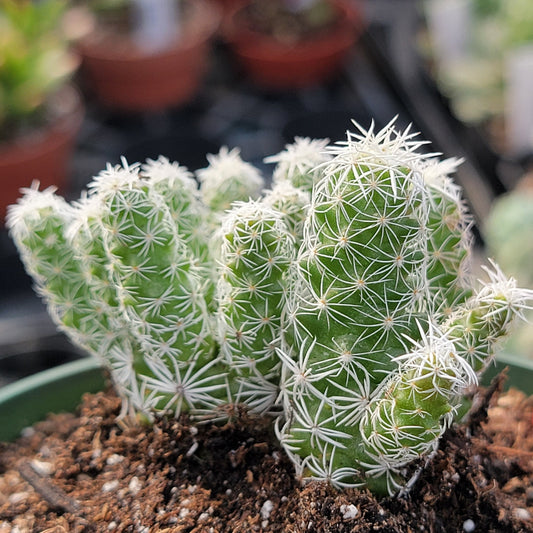 DesertScapeSucculent Succulent Asrt. 4 Mammillaria gracilis fragilis 'Thimble cactus'