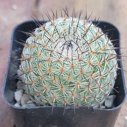 DesertScapeSucculent Succulent 2" Assorted Mammillaria grahamii 'Grahams Fishhook Cactus'