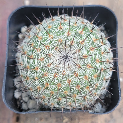 DesertScapeSucculent Succulent 2" Assorted Mammillaria grahamii 'Grahams Fishhook Cactus'