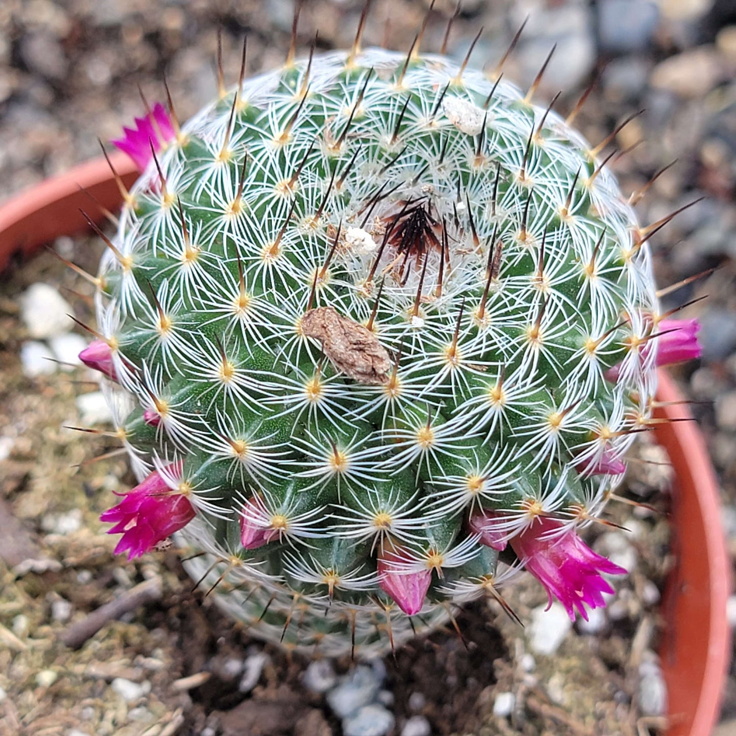 Mammillaria haageana 'Mexican Pincushion Cactus'