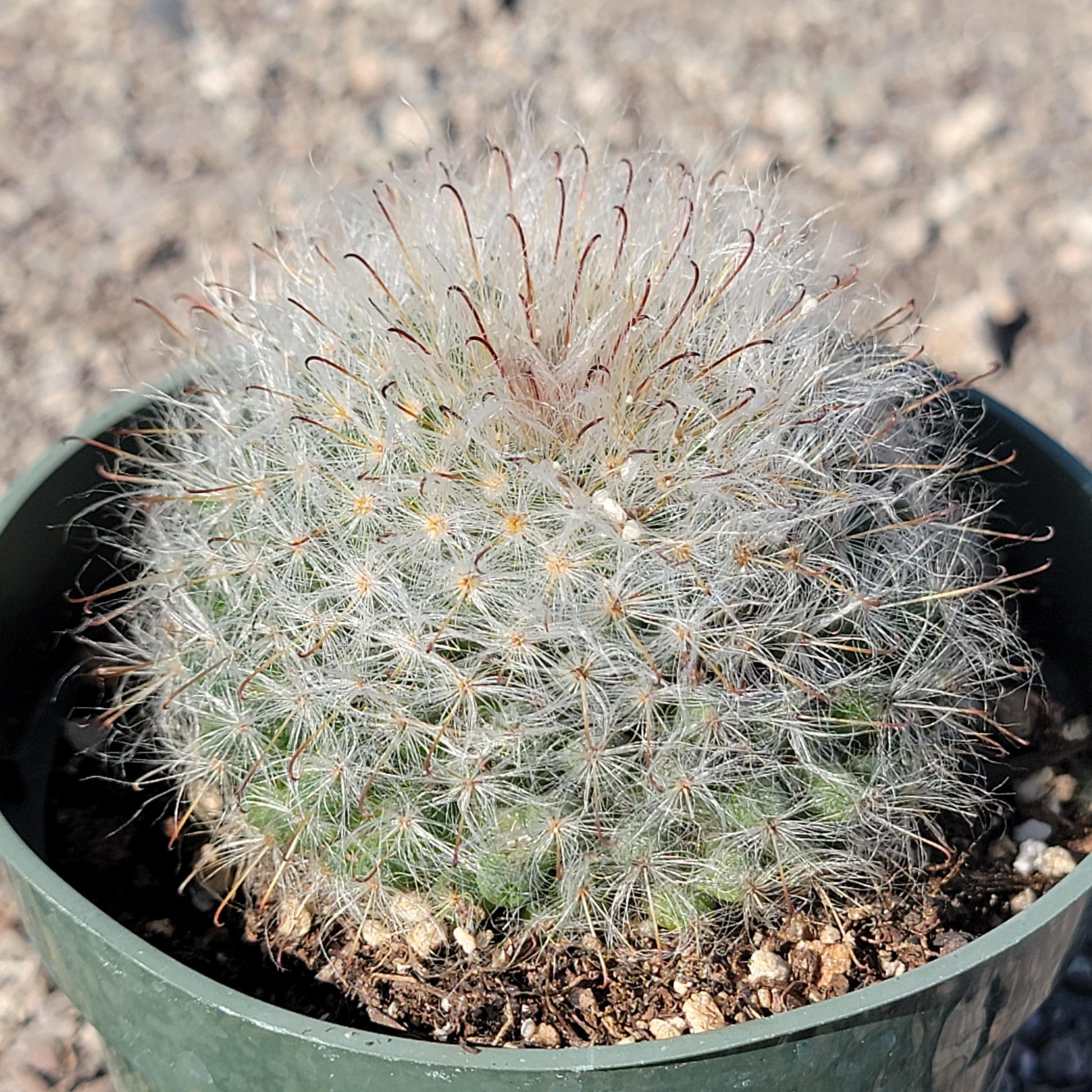 mammillaria succulent Mammillaria hahniana 'Old Lady Cactus'
