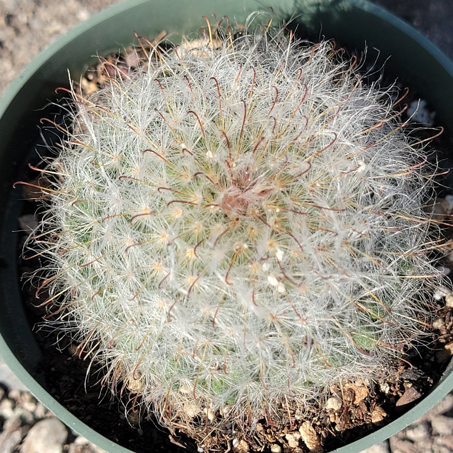 Mammillaria hahniana 'Old Lady Cactus'