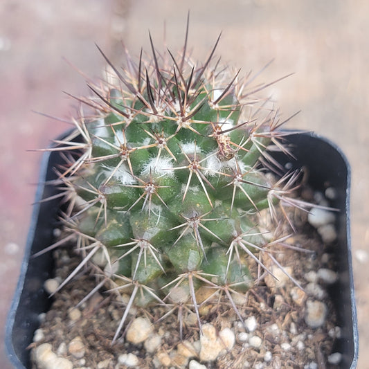 Mammillaria karwinskiana 'Royal Cross'