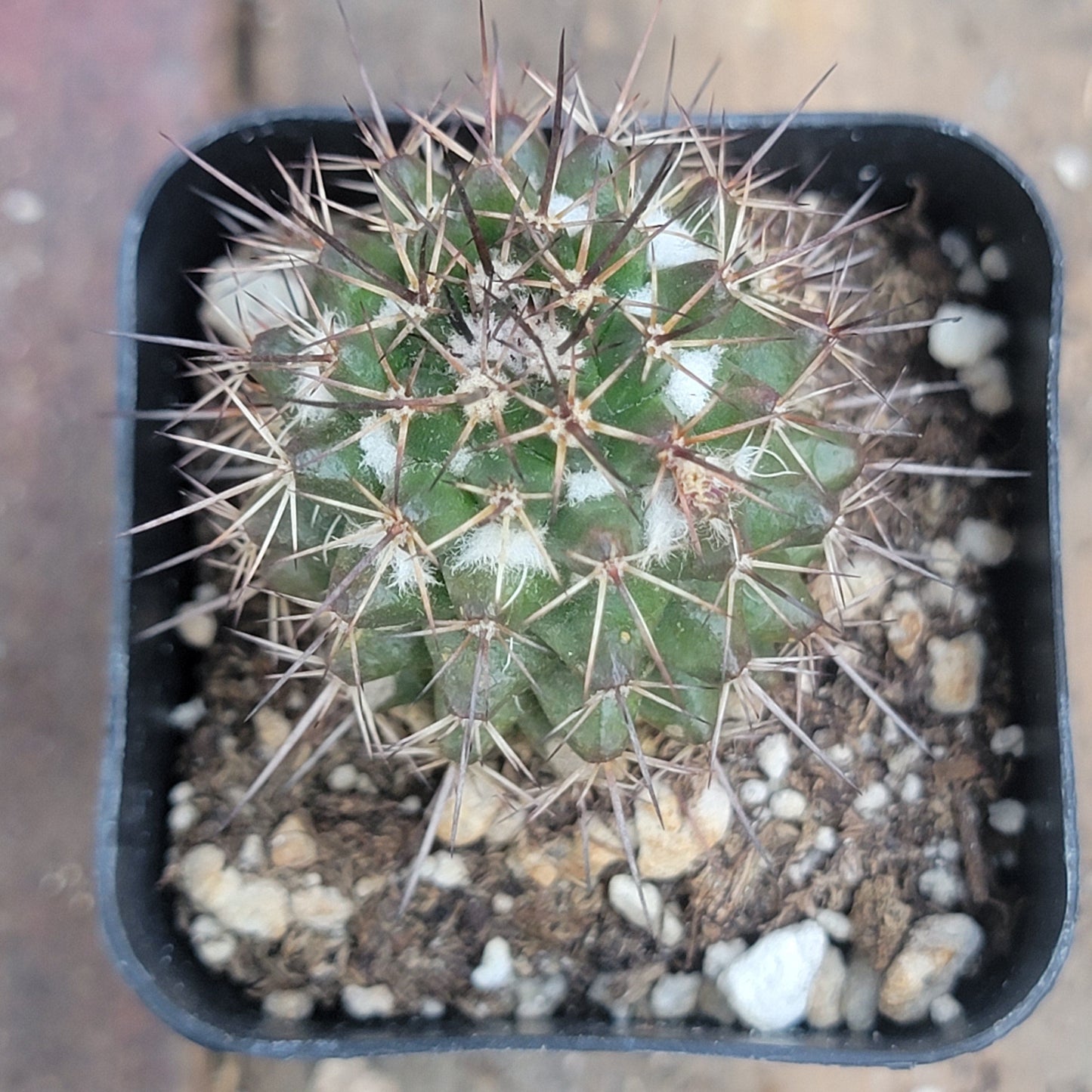 Mammillaria karwinskiana 'Royal Cross'