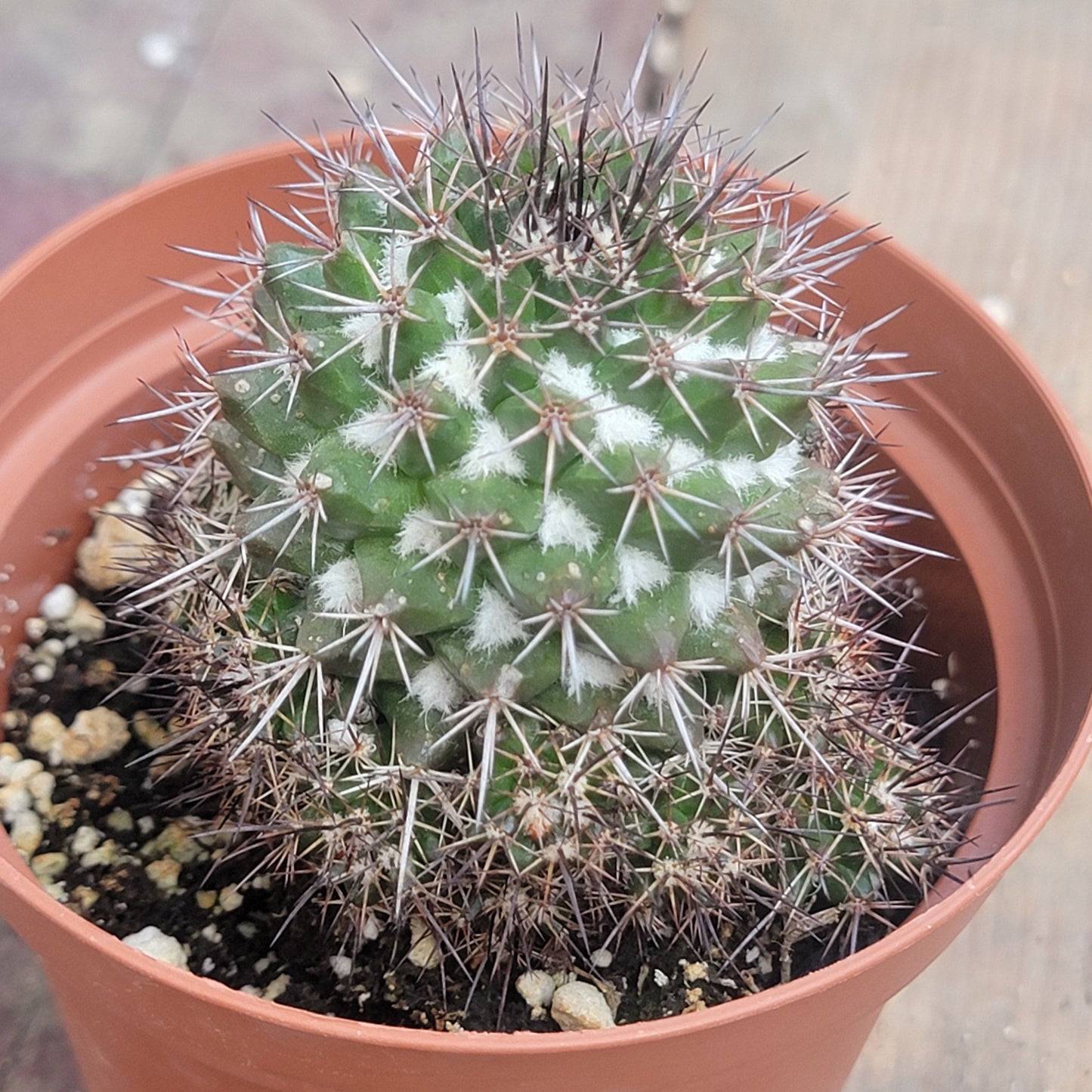 Mammillaria marksiana