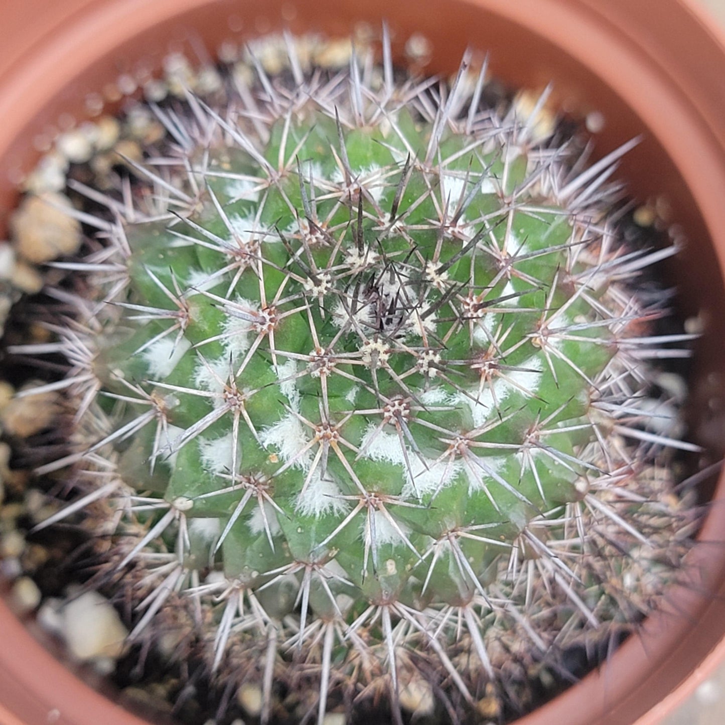 Mammillaria marksiana