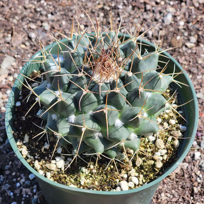 Mammillaria 'Nejapensis' 'Silver Arrows'