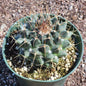 Mammillaria 'Nejapensis' 'Silver Arrows' - 6 Inch Assorted - Cactus - DesertScapeSucculent