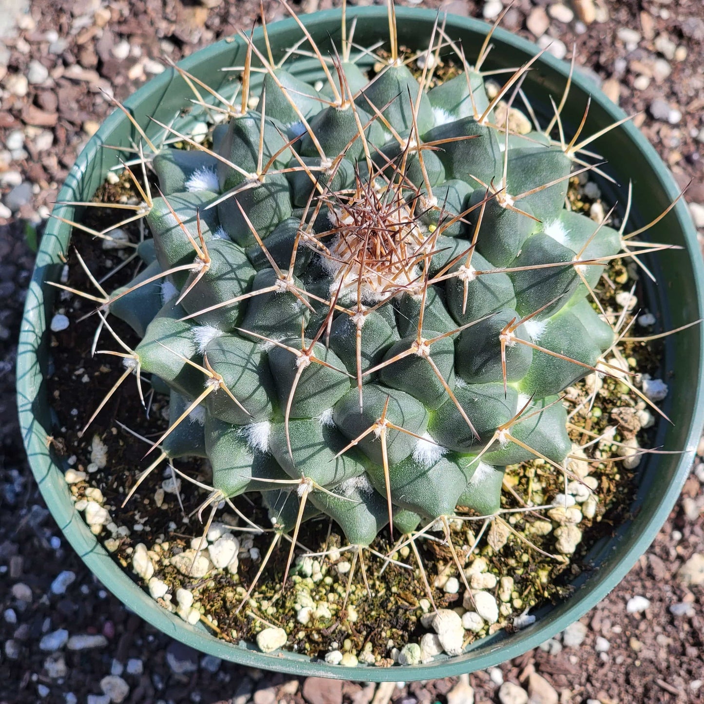 Mammillaria 'Nejapensis' 'Silver Arrows'