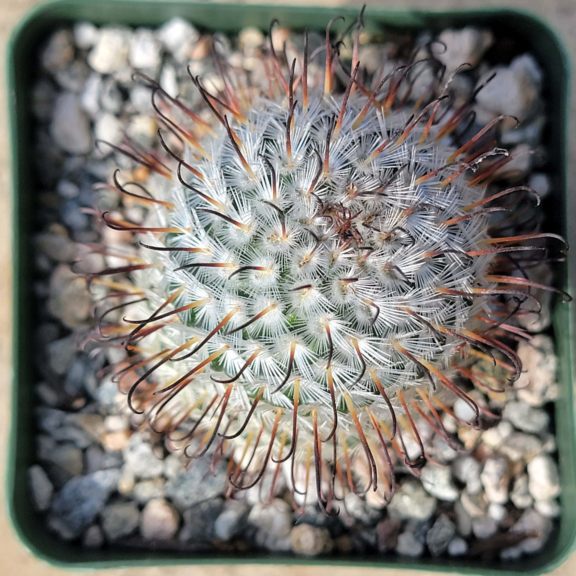 DesertScapeSucculent Succulent 4" Assorted Mammillaria perezdelarosa