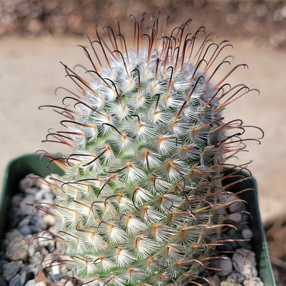 DesertScapeSucculent Succulent 4" Assorted Mammillaria perezdelarosa