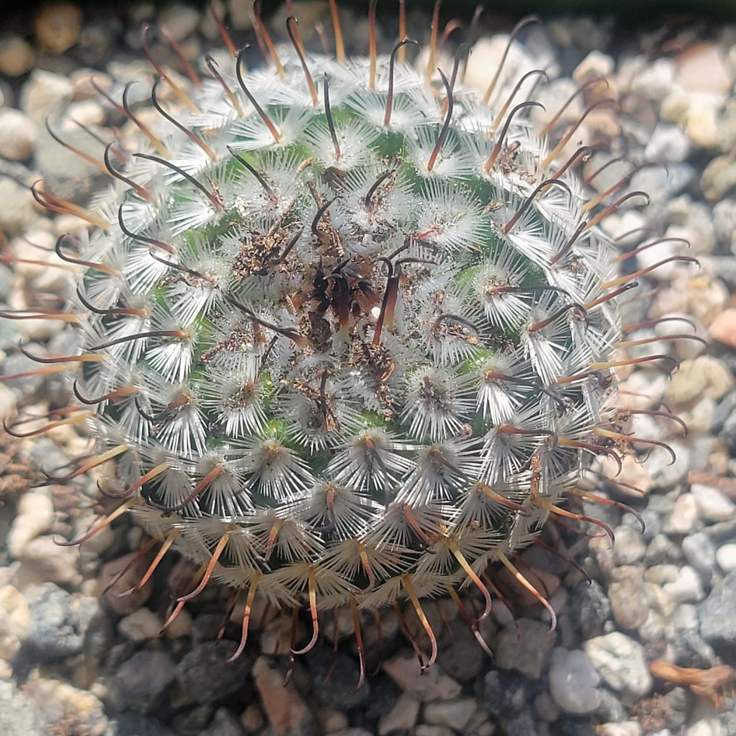 Mammillaria perezdelarosa