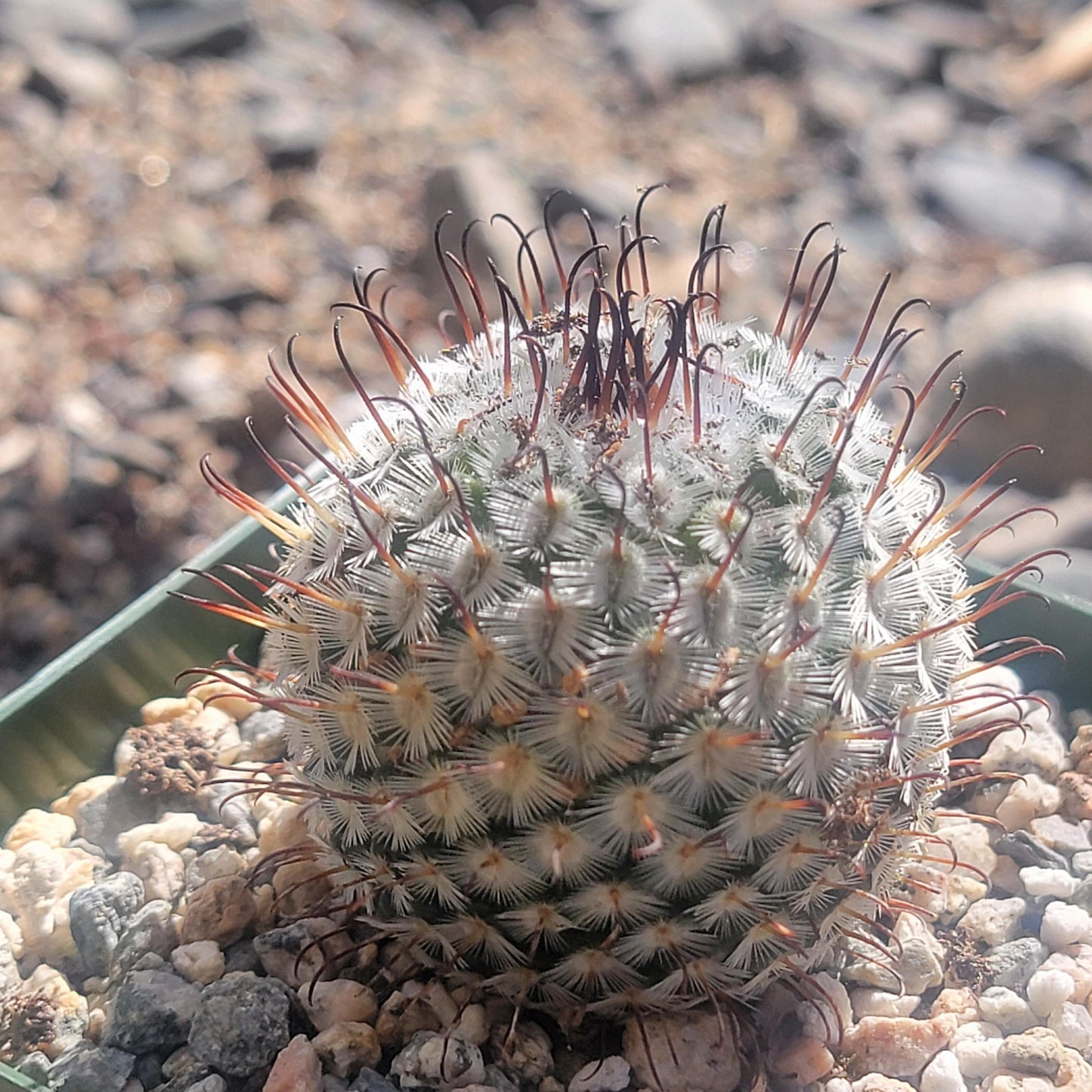 Mammillaria perezdelarosa