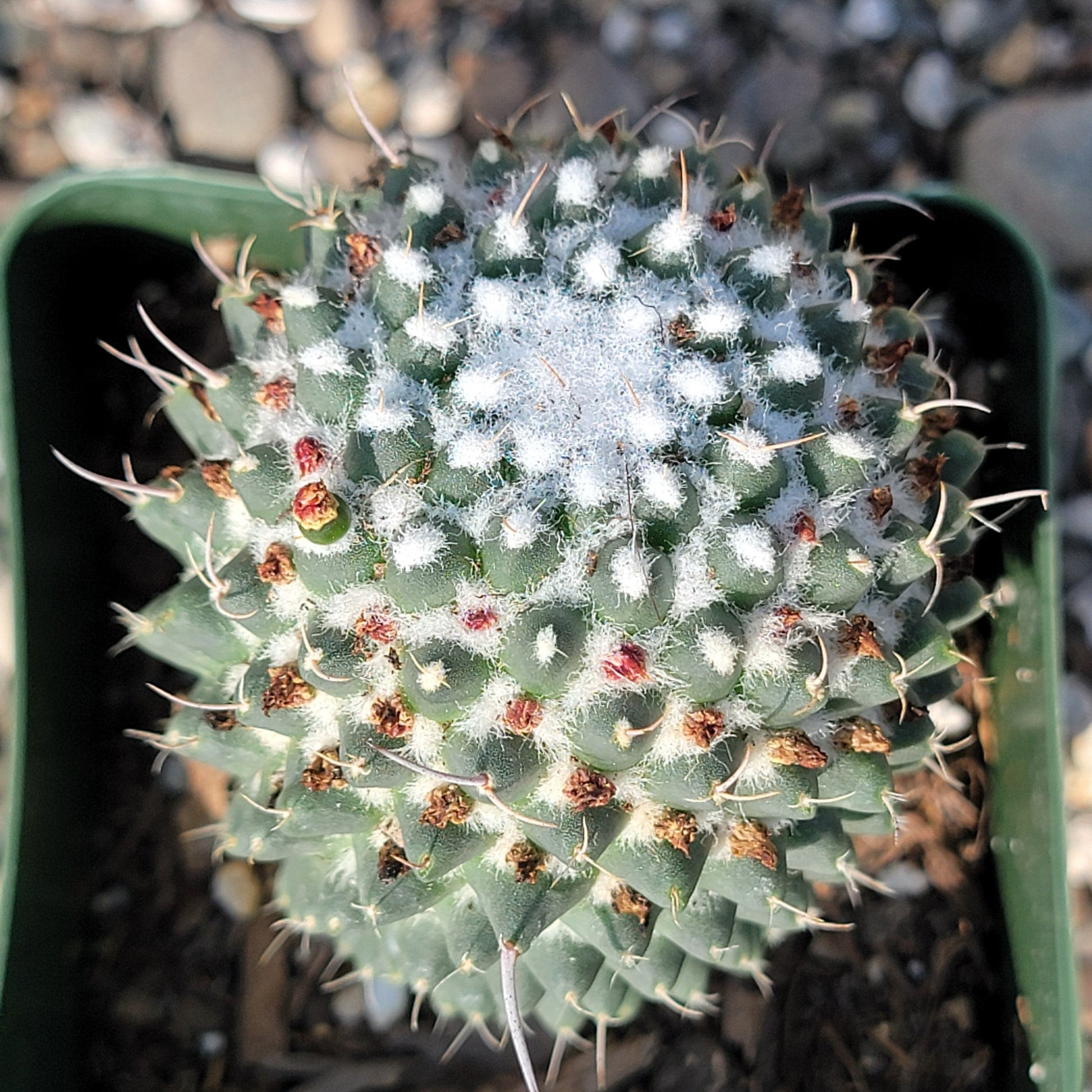 DesertScapeSucculent Succulent Mammillaria polythele 'Toluca'