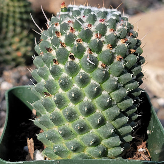 DesertScapeSucculent Succulent 4" Assorted Mammillaria polythele 'Toluca'