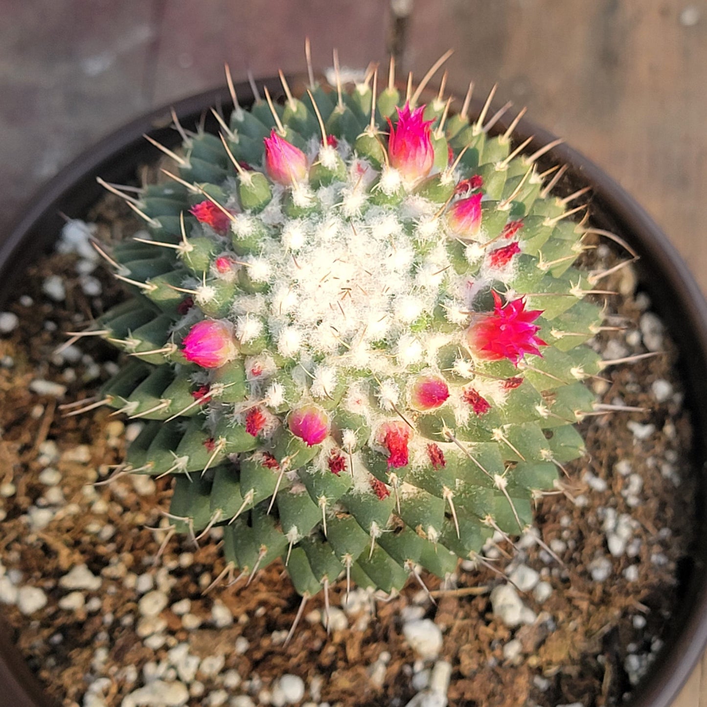 Mammillaria polythele 'Toluca'