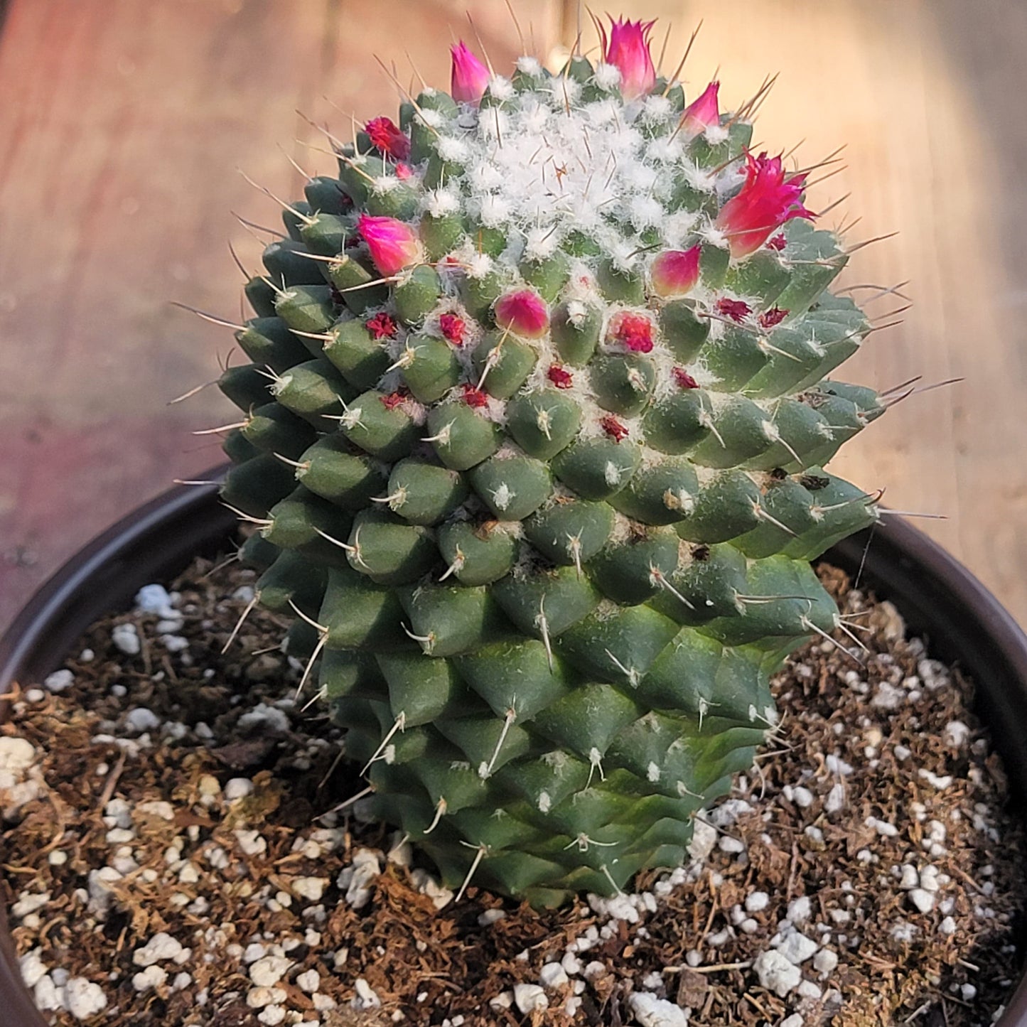 Mammillaria polythele 'Toluca'