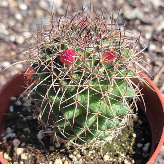 Mammillaria Scrippsiana