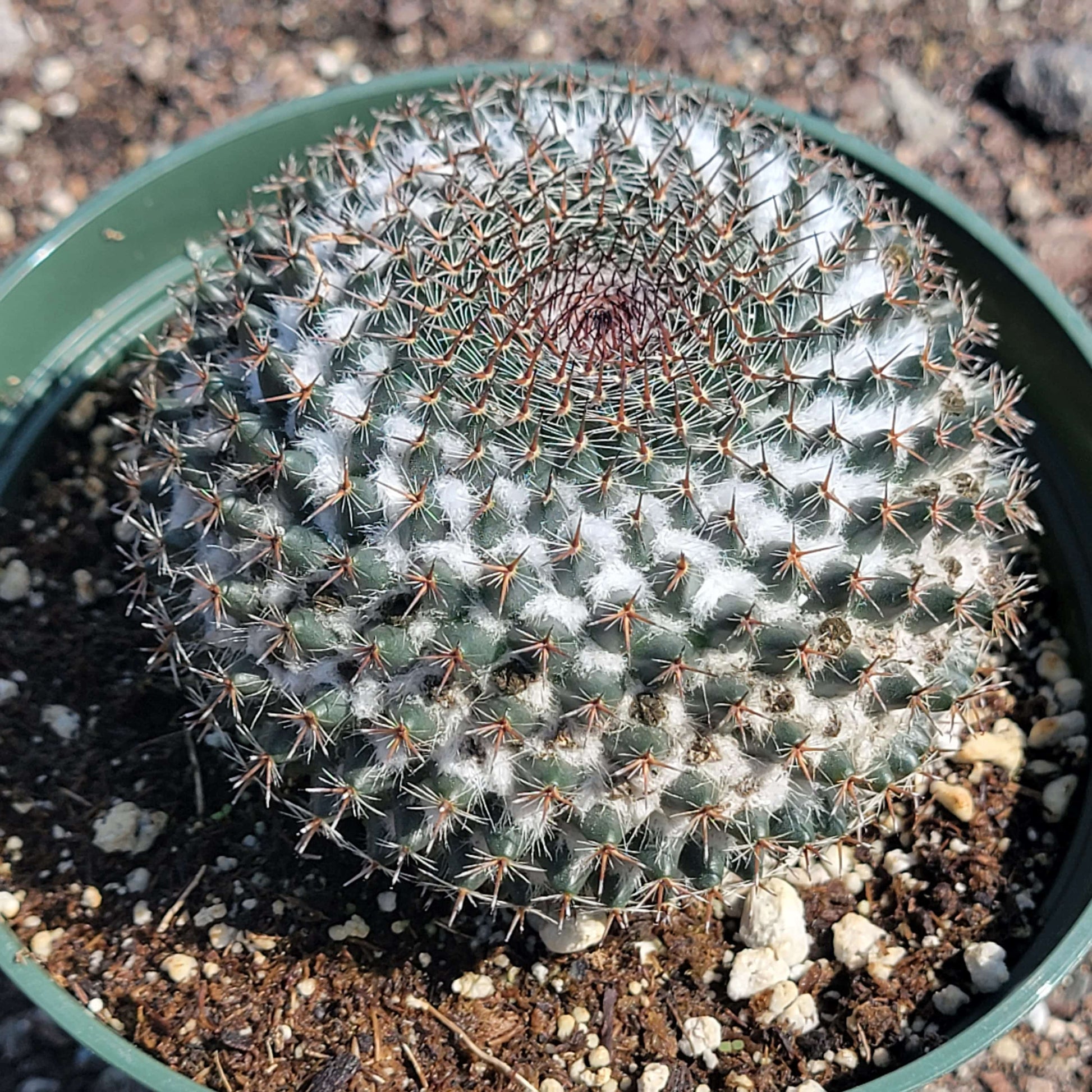 mammillaria succulent Mammillaria sempervivi