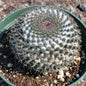 Mammillaria sempervivi - 6 Inch Assorted - Succulent - DesertScapeSucculent