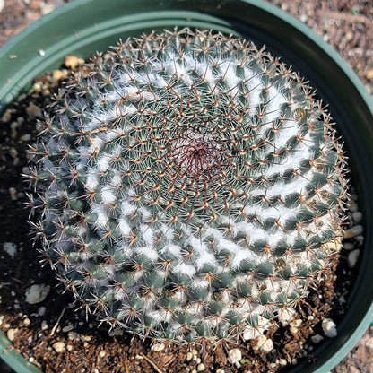 DesertScapeSucculent Succulent 6" Assorted Mammillaria sempervivi