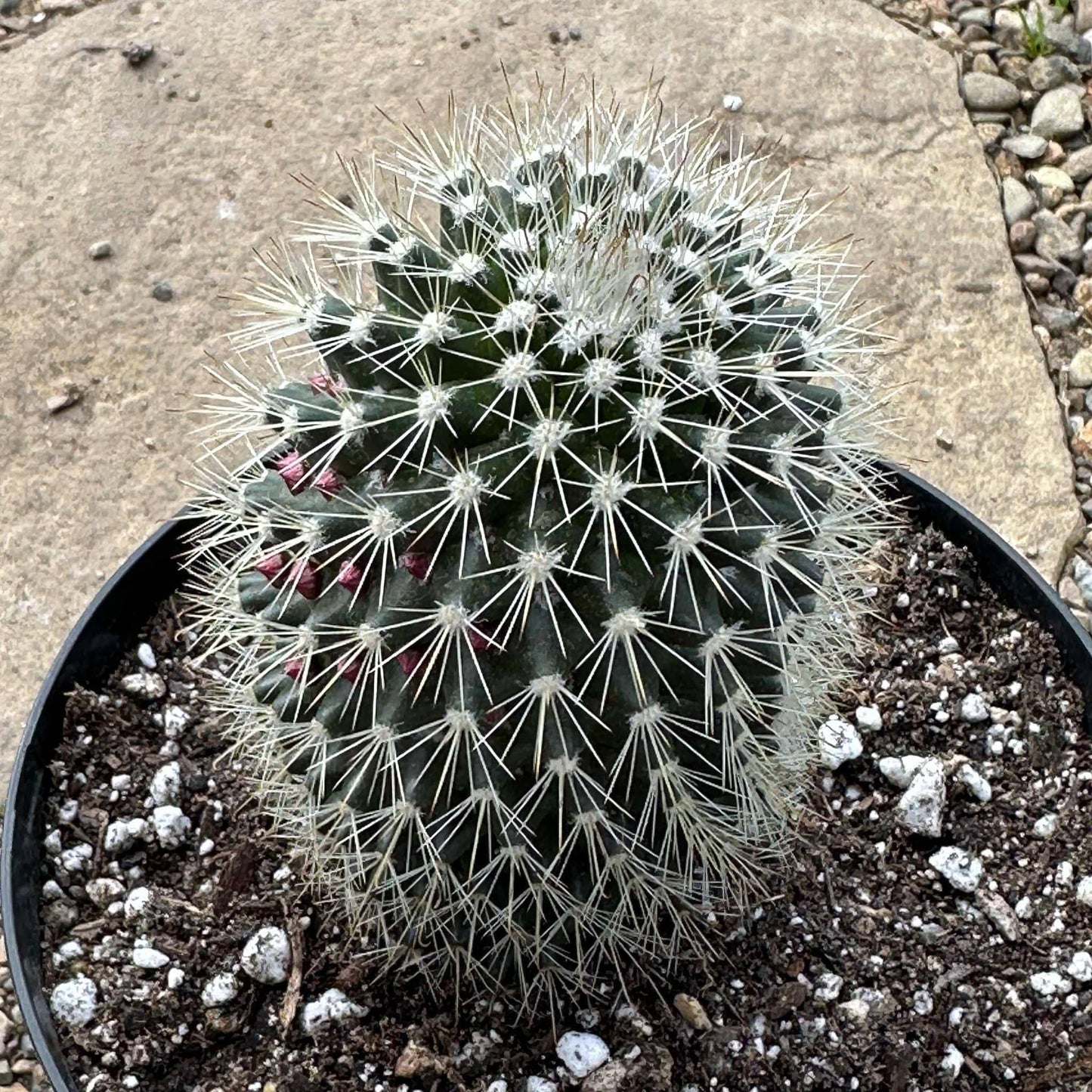 DesertScapeSucculent Succulent 6" Assorted Mammillaria spinosissima f. rubrispina